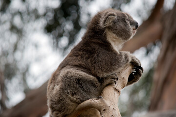 the koala is at the top of the tree, the koala is a marsupial with a big black nose and fluffy ears © susan flashman