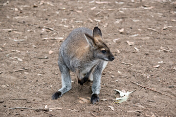 Naklejka na ściany i meble the red necked wallaby has reddish fur on its shoulders and nape. The rest of its body is tawny gray, except for its white chest and belly. I