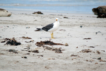 the Pacific gull has a white body and head and black wings with a yellow beak and red on the tip