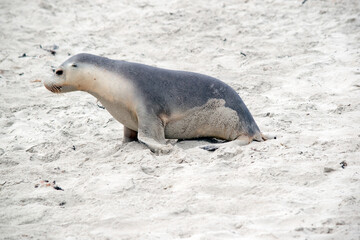 Obraz premium the sea lion pup is looking for its mother