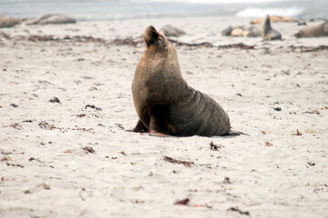 Naklejka premium the male sea lion is all grey with a little black