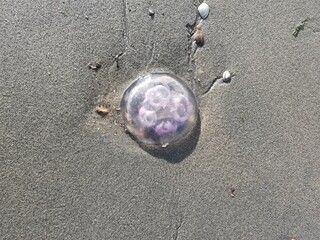 jellyfish beach sand ocean