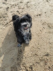 dog on the beach