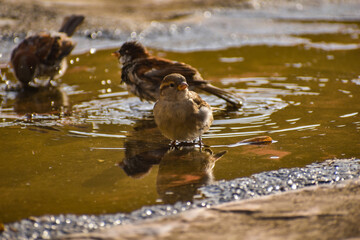 bird on the water, yellow, drink