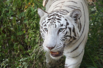 White Bengal tiger in the zoo.