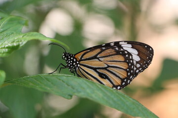 Close-up shot of a butterfly on a leaf.