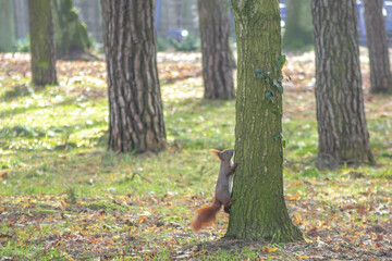 Squirrel in park