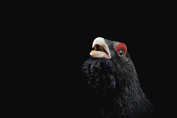Portrait of a gorgeous male Western Capercaillie
