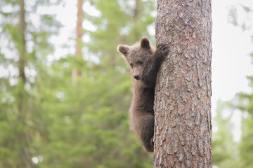 Scared brown bear cub climbed on a pine tree and watches until the threat is over