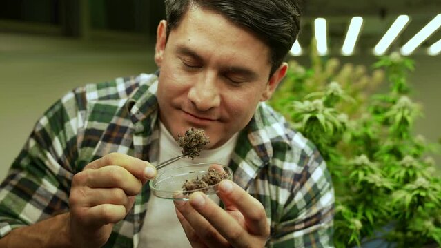 Marijuana farmer tests marijuana buds in curative marijuana farm before harvesting to produce marijuana products