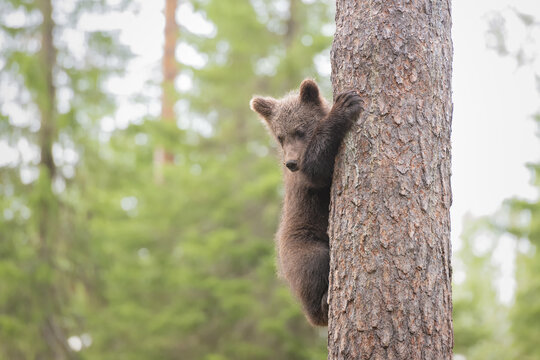 Scared brown bear cub climbed on a pine tree and watches until the threat is over - Powered by Adobe