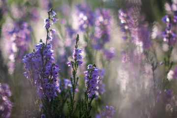 Obraz premium Lavender macro
