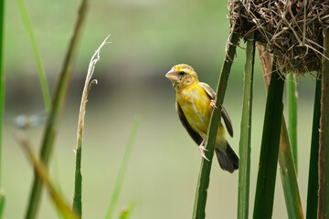Asian Golden Weaver  yellow bird
yellow crowned bird 