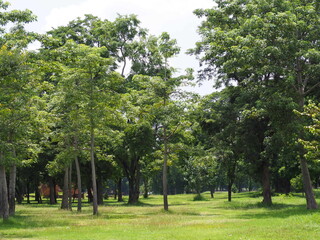 trees in the park