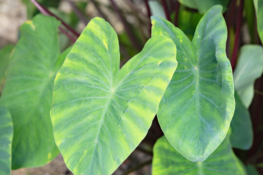 植物学images Browse 3 Stock Photos Vectors And Video Adobe Stock