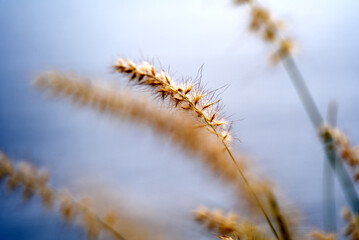 Close-up of grass at lakeshore of Lake Lugano on a cloudy summer day. Photo taken July 4th, 2022, Lugano, Switzerland.