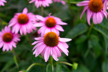 Close-up of Echinacea flowers at border of Lake Lugano on a cloudy summer day. Photo taken July 4th, 2022, Lugano, Switzerland.