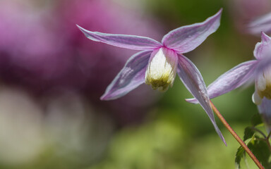 Flowering plant Clematis Willy.