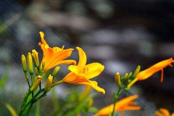Yellow lily flower at lakeshore of Lugano Lake on a cloudy summer day. Photo taken July 4th, 2022, Lugano, Switzerland.