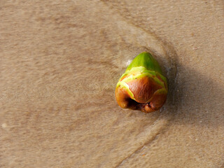 Close up top view of Young green palm fruit on the sand beach, rushed by sea wave. Stop Motion,...