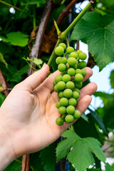 a woman's hand holds a bunch of grapes on a vine, grape crop concept