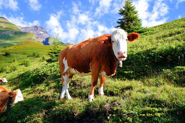 Fototapeta na wymiar アルプスと乳牛（スイス・グリンデルヴァルト）