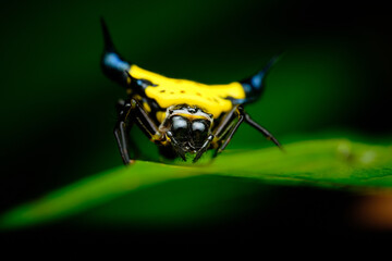 Gasteracantha beccarii
a member of Orbweavers Family Araneidae