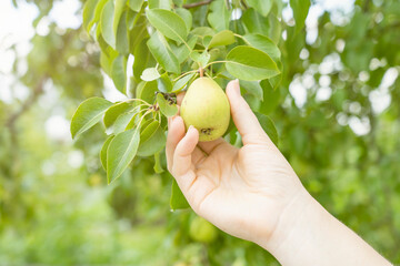 hand close-up holds ripe pears on a branch, farmer harvests pears