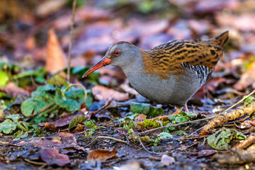 Wasserralle (Rallus aquaticus)
