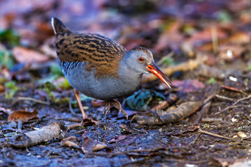 Wasserralle (Rallus aquaticus)