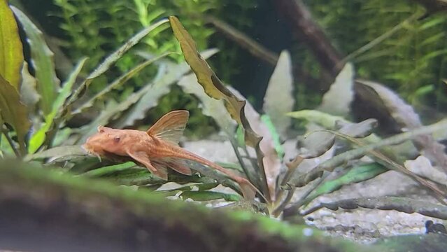 Red lizard catfish swimming through plants