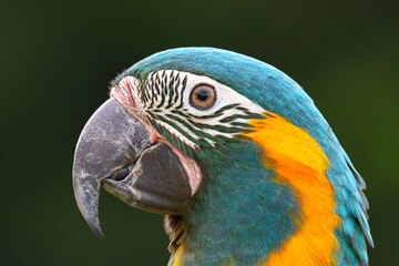 Close-up of blue-throated macaw. Animal background