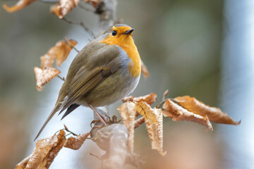 Rotkehlchen (Erithacus rubecula)