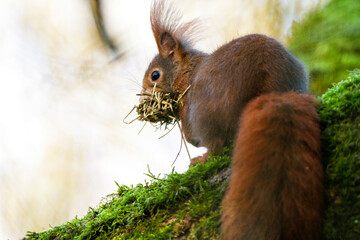Eichhörnchen (Sciurus vulgaris)