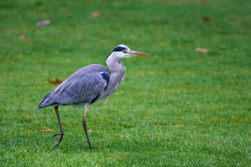 Graureiher (Ardea cinerea)