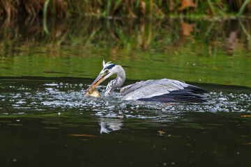 Graureiher (Ardea cinerea)