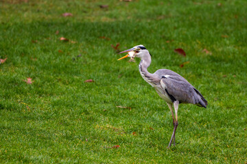 Graureiher (Ardea cinerea)