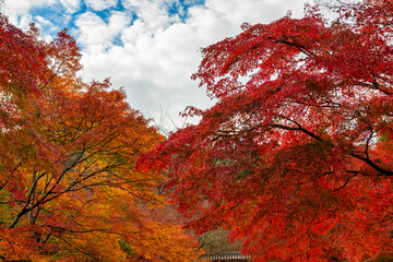 秋の京都・常寂光寺で見た、赤やオレンジの色鮮やかな紅葉と空に浮かぶ雲