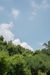 forest in the mountains
