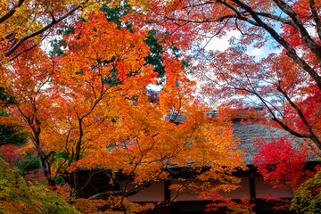 Fototapety  秋の京都・常寂光寺で見た、仁王門周辺の赤やオレンジ色の紅葉