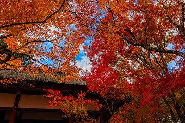 秋の京都・常寂光寺で見た、仁王門周辺の赤やオレンジ色の紅葉