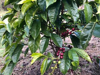 Two hands picking cherry coffee beans in a Colombian coffee plantation