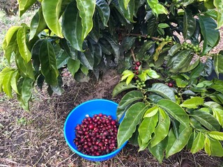 Two hands picking cherry coffee beans in a Colombian coffee plantation