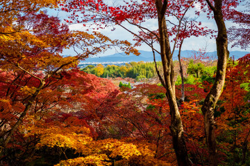 秋の京都・常寂光寺で見た、赤やオレンジなどの色鮮やかな紅葉と背景の青空