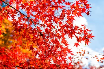 Foto auf Acrylglas 秋の京都・常寂光寺で見た、赤やオレンジの色鮮やかな紅葉と快晴の青空 © 和紀 神谷