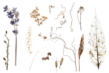 dry plants isolated on a white background, design elements