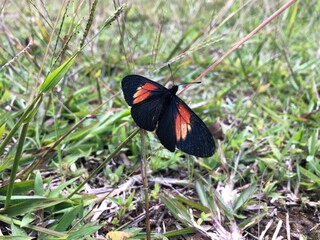 Small butterfly with orange and black wings