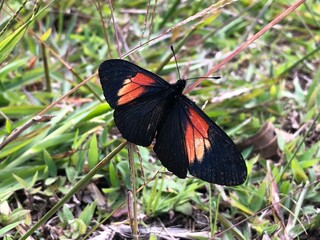 Small butterfly with orange and black wings