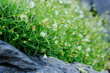 南アルプスのお花畑。