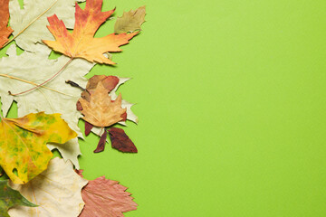 Concept of Autumn, autumn leaves on green background, space for text
